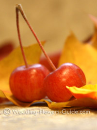 crab apples for a fall wedding